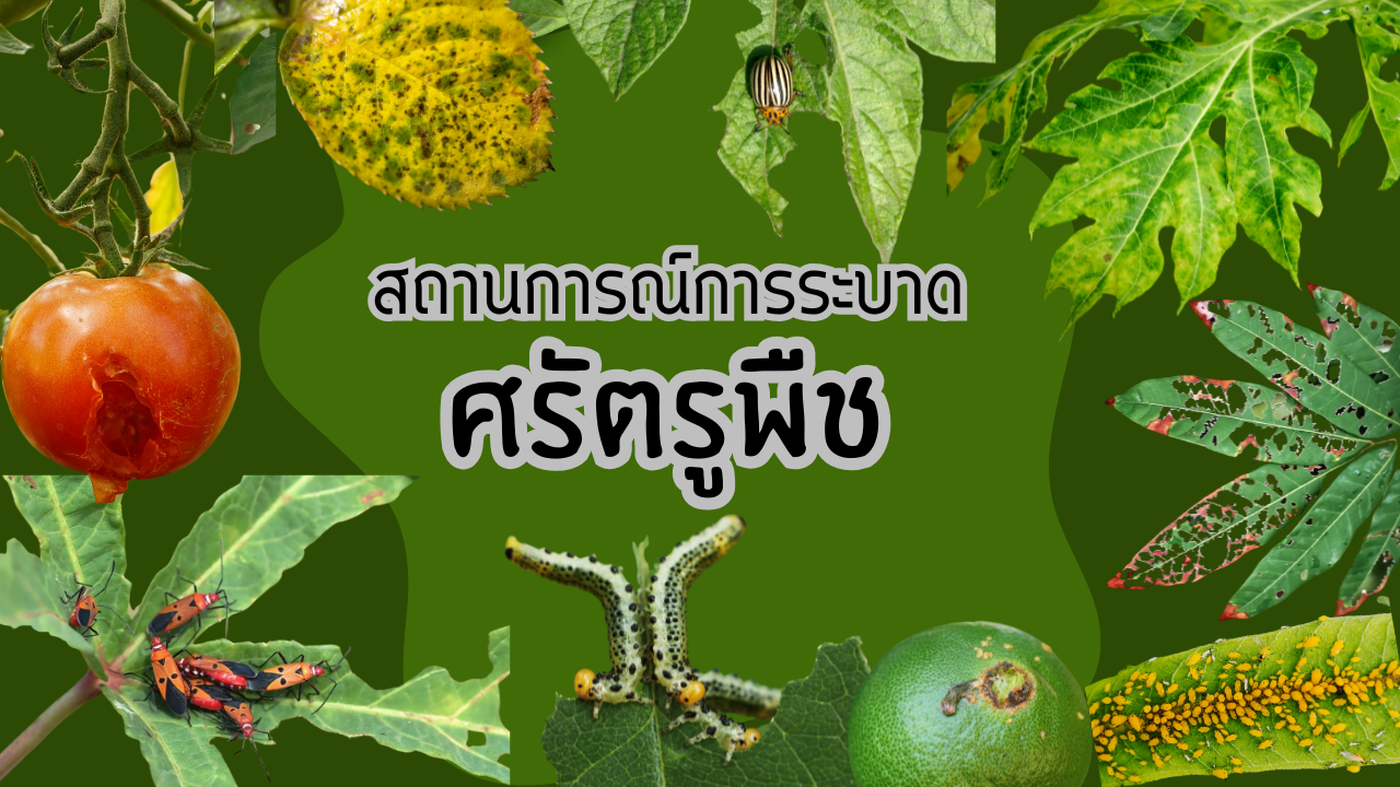 https://www.doae.go.th/%e0%b8%aa%e0%b8%96%e0%b8%b2%e0%b8%99%e0%b8%81%e0%b8%b2%e0%b8%a3%e0%b8%93%e0%b9%8c%e0%b8%81%e0%b8%b2%e0%b8%a3%e0%b8%a3%e0%b8%b0%e0%b8%9a%e0%b8%b2%e0%b8%94%e0%b8%a8%e0%b8%b1%e0%b8%95%e0%b8%a3%e0%b8%b9/